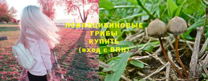 закладки  Ликино-Дулёво  Псилоцибиновые грибы GOLDEN TEACHER 